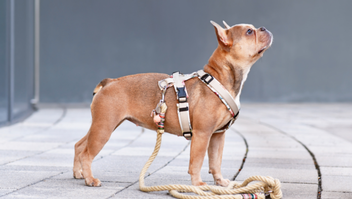 Why a Dog Harness Might Be Better Than a Collar